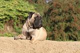 BULLMASTIFF 174